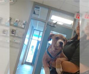 American Pit Bull Terrier Dogs for adoption in Oklahoma City, OK, USA