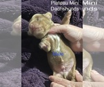 Small #7 Dachshund