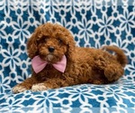 Small #12 Cavapoo-Poodle (Toy) Mix