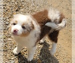 Small #9 Australian Shepherd