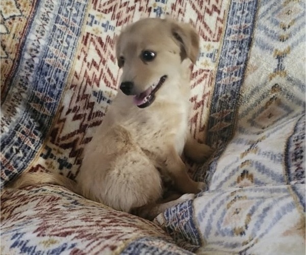 Medium Photo #3 Chiranian Puppy For Sale in AGUANGA, CA, USA