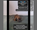Small Yorkshire Terrier
