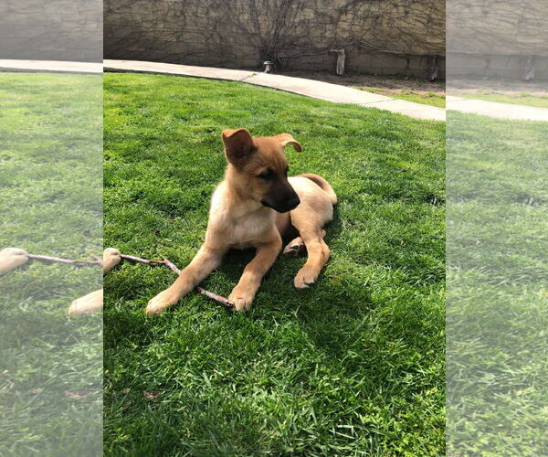 Medium Photo #7 German Shepherd Dog Puppy For Sale in San Bernardino , CA, USA