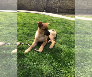 Leota - Female German Shepherd Dog Dog for Adoption - Photo #7