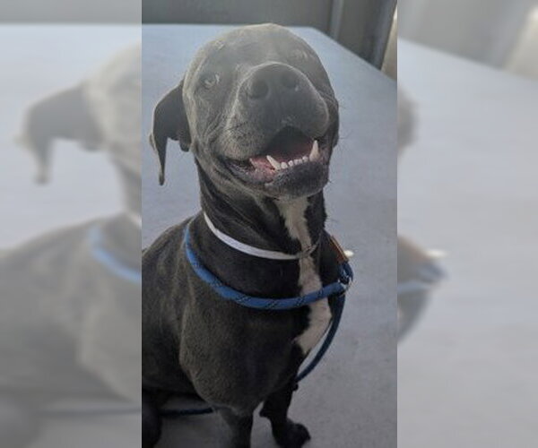 Medium Photo #1 American Pit Bull Terrier Puppy For Sale in Salinas, CA, USA