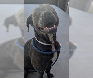 American Pit Bull Terrier Dogs for adoption in Salinas, CA, USA