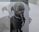 Small American Pit Bull Terrier