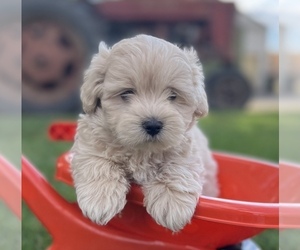 Maltipoo-Poodle (Toy) Mix Puppy for sale in HARLAN, IA, USA