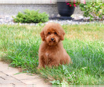 Small #4 Poodle (Miniature)