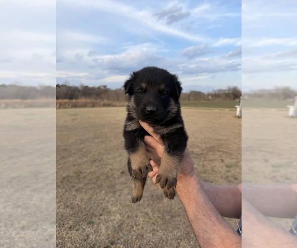 Medium Photo #6 German Shepherd Dog Puppy For Sale in GREENVILLE, NC, USA
