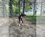 Small #14 American Pit Bull Terrier-American Staffordshire Terrier Mix