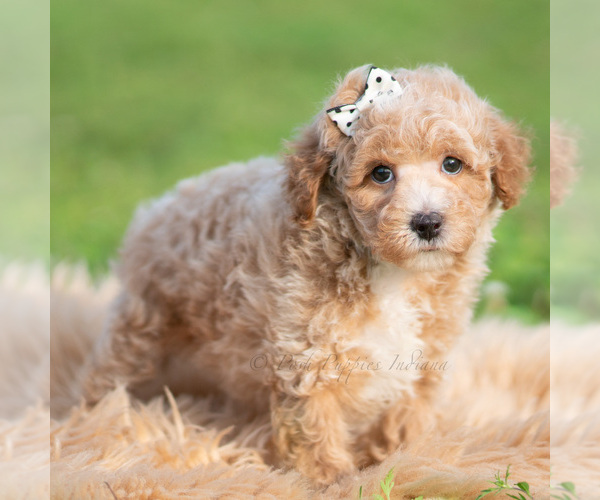 Medium Photo #48 Poodle (Toy) Puppy For Sale in WARSAW, IN, USA