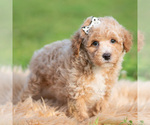Small Photo #48 Poodle (Toy) Puppy For Sale in WARSAW, IN, USA