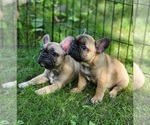 Small #10 French Bulldog