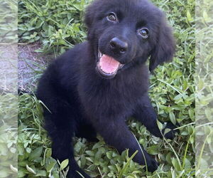 Mutt Dogs for adoption in Royal Palm Beach, FL, USA