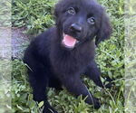 Small Mutt
