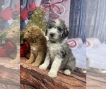 Small #40 Aussiedoodle