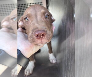 Mutt Dogs for adoption in Oklahoma City, OK, USA