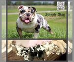 Small Photo #8 Bulldog Puppy For Sale in HOUSTON, TX, USA