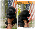 Small #9 Labrador Retriever