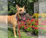 Small #16 Carolina Dog Mix