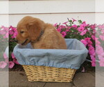 Small #1 English Cream Golden Retriever