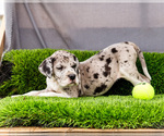 Small #1 Great Dane