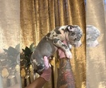 Small #5 American Bully