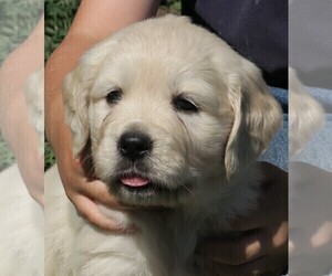 English Cream Golden Retriever Puppy for sale in PARTRIDGE, KS, USA