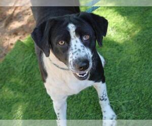 Labradinger Dogs for adoption in Tallahassee, FL, USA
