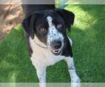 FLOWER - Female Labradinger Dog for Adoption - Small photo