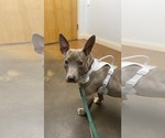 Small #12 American Pit Bull Terrier Mix