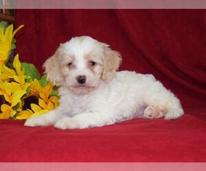 Cockapoo Puppy for sale in BARNESVILLE, KS, USA