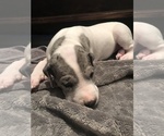 Small Photo #4 Great Dane Puppy For Sale in ANAHEIM, CA, USA