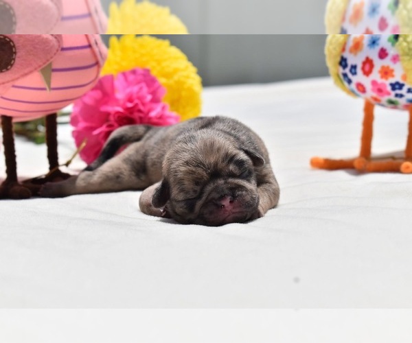Medium Photo #3 Pug Puppy For Sale in PALM COAST, FL, USA