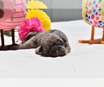 Small #2 Pug