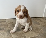 Puppy Puppy 3 Brittany