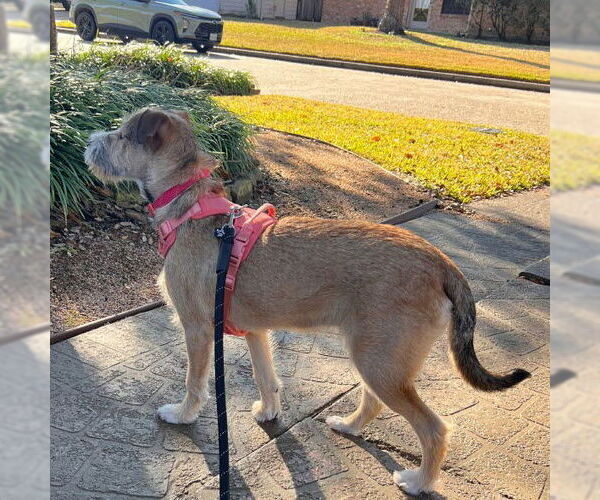 Medium Photo #4 Mutt Puppy For Sale in HOUSTON, TX, USA