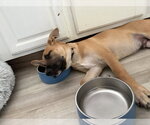Small #8 Labrador Retriever Mix