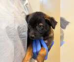 Small #2 Mutt