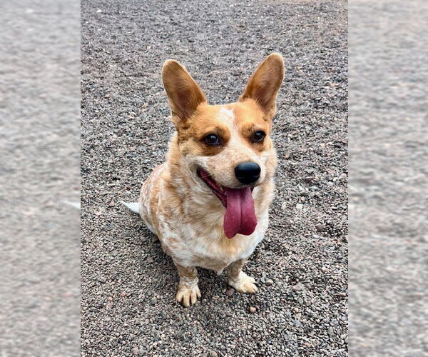 Medium Photo #5 Pembroke Welsh Corgi-Unknown Mix Puppy For Sale in Webster, WI, USA