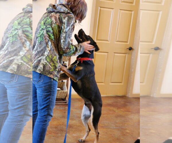 Medium Photo #11 Black Mouth Cur-Rottweiler Mix Puppy For Sale in Mountain View, AR, USA