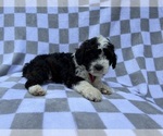 Small #7 Cockapoo (Miniature)