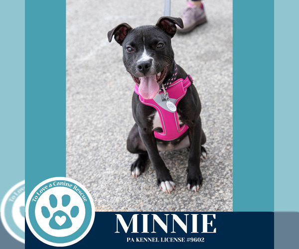 Medium Photo #13 American Pit Bull Terrier-Unknown Mix Puppy For Sale in Kimberton, PA, USA