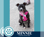 Small Photo #13 American Pit Bull Terrier-Unknown Mix Puppy For Sale in Kimberton, PA, USA