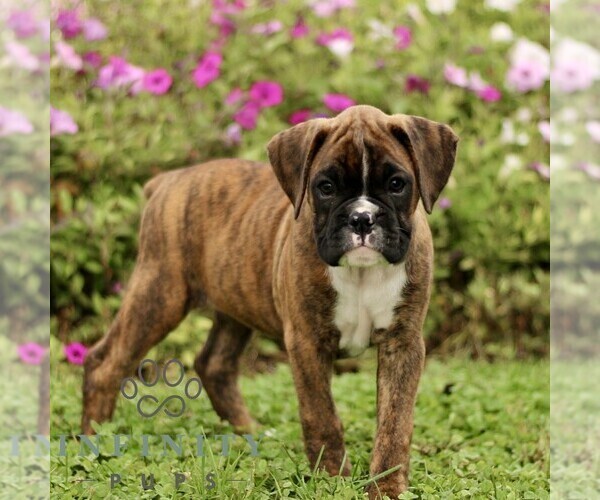 Medium Photo #1 Boxer Puppy For Sale in GORDONVILLE, PA, USA