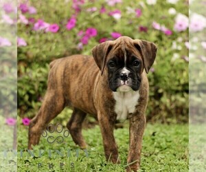 Boxer Puppy for sale in GORDONVILLE, PA, USA