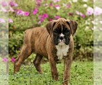 Small Boxer