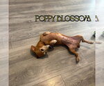 Small #3 Dachshund