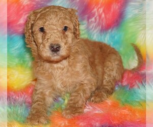 Labradoodle Puppy for sale in LA HABRA, CA, USA
